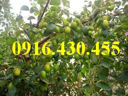 Cây giống táo chua
